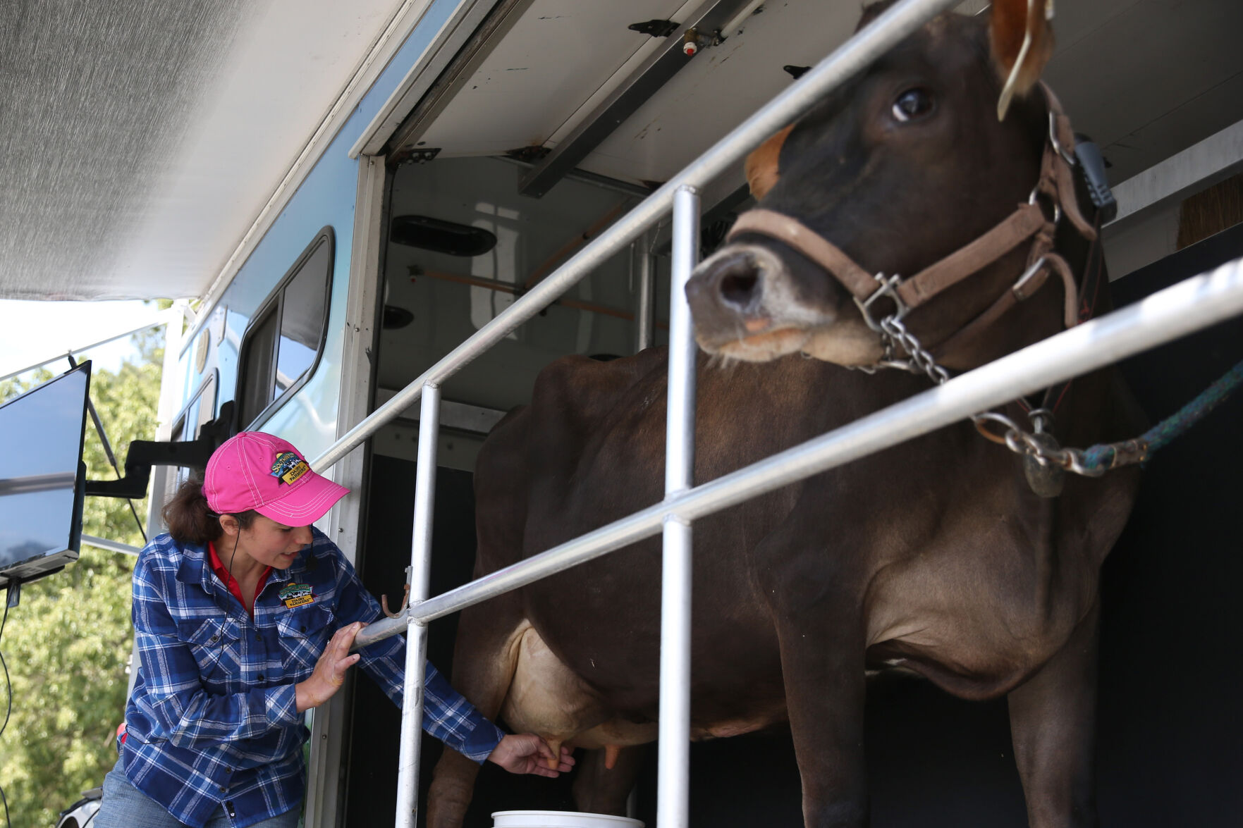 051721-cdp-news-COW226.JPG